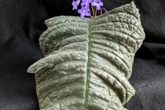 2020 Virtual Flower Show Section A – Gesneriads in Flower Class 7 – Old World Species, excluding Saintpaulia