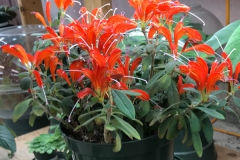 2020 Virtual Flower Show Section A – Gesneriads in Flower Class 7 – Old World Species, excluding Saintpaulia 2020 Virtual Flower Show Section A – Gesneriads in Flower Class 7 – Old World Species, excluding Saintpaulia