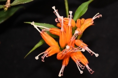 2020 Virtual Flower Show Section A – Gesneriads in Flower Class 7 – Old World Species, excluding Saintpaulia 2020 Virtual Flower Show Section A – Gesneriads in Flower Class 7 – Old World Species, excluding Saintpaulia