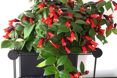 2020 Virtual Flower Show Section A – Gesneriads in Flower Class 7 – Old World Species, excluding Saintpaulia 2020 Virtual Flower Show Section A – Gesneriads in Flower Class 7 – Old World Species, excluding Saintpaulia