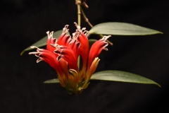 2020 Virtual Flower Show Section A – Gesneriads in Flower Class 7 – Old World Species, excluding Saintpaulia 2020 Virtual Flower Show Section A – Gesneriads in Flower Class 7 – Old World Species, excluding Saintpaulia