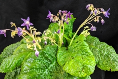2020 Virtual Flower Show Section A – Gesneriads in Flower Class 7 – Old World Species, excluding Saintpaulia 2020 Virtual Flower Show Section A – Gesneriads in Flower Class 7 – Old World Species, excluding Saintpaulia