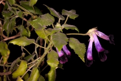 2020 Virtual Flower Show Section A – Gesneriads in Flower Class 7 – Old World Species, excluding Saintpaulia 2020 Virtual Flower Show Section A – Gesneriads in Flower Class 7 – Old World Species, excluding Saintpaulia