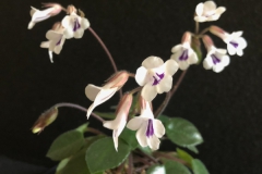 2020 Virtual Flower Show Section A – Gesneriads in Flower Class 7 – Old World Species, excluding Saintpaulia 2020 Virtual Flower Show Section A – Gesneriads in Flower Class 7 – Old World Species, excluding Saintpaulia