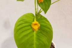 2020 Virtual Flower Show Section A – Gesneriads in Flower Class 7 – Old World Species, excluding Saintpaulia 2020 Virtual Flower Show Section A – Gesneriads in Flower Class 7 – Old World Species, excluding Saintpaulia