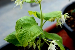 2020 Virtual Flower Show Section A – Gesneriads in Flower Class 7 – Old World Species, excluding Saintpaulia 2020 Virtual Flower Show Section A – Gesneriads in Flower Class 7 – Old World Species, excluding Saintpaulia