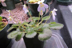 2020 Virtual Flower Show Section A – Gesneriads in Flower Class 7 – Old World Species, excluding Saintpaulia 2020 Virtual Flower Show Section A – Gesneriads in Flower Class 7 – Old World Species, excluding Saintpaulia