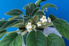 2020 Virtual Flower Show Section A – Gesneriads in Flower Class 7 – Old World Species, excluding Saintpaulia 2020 Virtual Flower Show Section A – Gesneriads in Flower Class 7 – Old World Species, excluding Saintpaulia