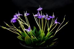 2020 Virtual Flower Show Section A – Gesneriads in Flower Class 7 – Old World Species, excluding Saintpaulia 2020 Virtual Flower Show Section A – Gesneriads in Flower Class 7 – Old World Species, excluding Saintpaulia