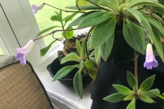 2020 Virtual Flower Show Section A – Gesneriads in Flower Class 7 – Old World Species, excluding Saintpaulia