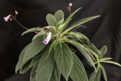 2020 Virtual Flower Show Section A – Gesneriads in Flower Class 7 – Old World Species, excluding Saintpaulia