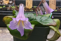 2020 Virtual Flower Show Section A – Gesneriads in Flower Class 7 – Old World Species, excluding Saintpaulia 2020 Virtual Flower Show Section A – Gesneriads in Flower Class 7 – Old World Species, excluding Saintpaulia