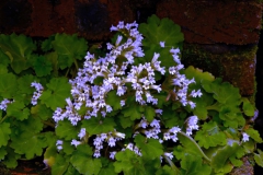 2020 Virtual Flower Show Section A – Gesneriads in Flower Class 7 – Old World Species, excluding Saintpaulia 2020 Virtual Flower Show Section A – Gesneriads in Flower Class 7 – Old World Species, excluding Saintpaulia
