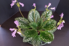 2020 Virtual Flower Show Section A – Gesneriads in Flower Class 7 – Old World Species, excluding Saintpaulia 2020 Virtual Flower Show Section A – Gesneriads in Flower Class 7 – Old World Species, excluding Saintpaulia