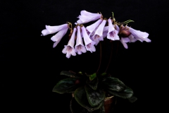 2020 Virtual Flower Show Section A – Gesneriads in Flower Class 7 – Old World Species, excluding Saintpaulia 2020 Virtual Flower Show Section A – Gesneriads in Flower Class 7 – Old World Species, excluding Saintpaulia