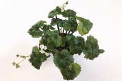 2020 Virtual Flower Show Section A – Gesneriads in Flower Class 7 – Old World Species, excluding Saintpaulia 2020 Virtual Flower Show Section A – Gesneriads in Flower Class 7 – Old World Species, excluding Saintpaulia