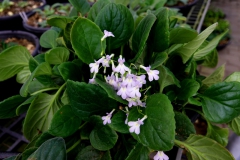 2020 Virtual Flower Show Section A – Gesneriads in Flower Class 7 – Old World Species, excluding Saintpaulia 2020 Virtual Flower Show Section A – Gesneriads in Flower Class 7 – Old World Species, excluding Saintpaulia