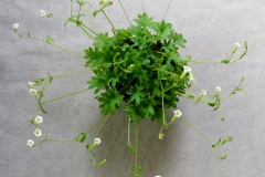 2020 Virtual Flower Show Section A – Gesneriads in Flower Class 7 – Old World Species, excluding Saintpaulia 2020 Virtual Flower Show Section A – Gesneriads in Flower Class 7 – Old World Species, excluding Saintpaulia