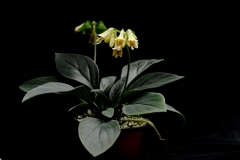 2020 Virtual Flower Show Section A – Gesneriads in Flower Class 7 – Old World Species, excluding Saintpaulia 2020 Virtual Flower Show Section A – Gesneriads in Flower Class 7 – Old World Species, excluding Saintpaulia