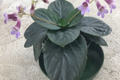 2020 Virtual Flower Show Section A – Gesneriads in Flower Class 7 – Old World Species, excluding Saintpaulia 2020 Virtual Flower Show Section A – Gesneriads in Flower Class 7 – Old World Species, excluding Saintpaulia