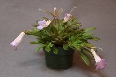 2020 Virtual Flower Show Section A – Gesneriads in Flower Class 7 – Old World Species, excluding Saintpaulia 2020 Virtual Flower Show Section A – Gesneriads in Flower Class 7 – Old World Species, excluding Saintpaulia