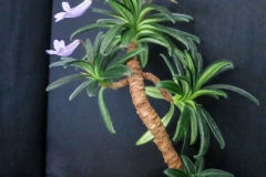 2020 Virtual Flower Show Section A – Gesneriads in Flower Class 7 – Old World Species, excluding Saintpaulia 2020 Virtual Flower Show Section A – Gesneriads in Flower Class 7 – Old World Species, excluding Saintpaulia