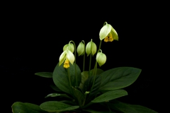 2020 Virtual Flower Show Section A – Gesneriads in Flower Class 7 – Old World Species, excluding Saintpaulia 2020 Virtual Flower Show Section A – Gesneriads in Flower Class 7 – Old World Species, excluding Saintpaulia