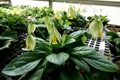 2020 Virtual Flower Show Section A – Gesneriads in Flower Class 7 – Old World Species, excluding Saintpaulia