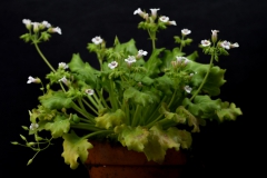2020 Virtual Flower Show Section A – Gesneriads in Flower Class 7 – Old World Species, excluding Saintpaulia