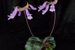 2020 Virtual Flower Show Section A – Gesneriads in Flower Class 7 – Old World Species, excluding Saintpaulia