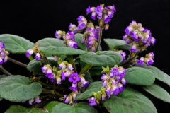 2020 Virtual Flower Show Section A – Gesneriads in Flower Class 7 – Old World Species, excluding Saintpaulia