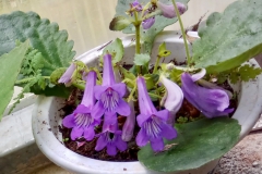 2020 Virtual Flower Show Section A – Gesneriads in Flower Class 7 – Old World Species, excluding Saintpaulia