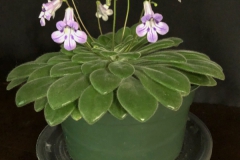 2020 Virtual Flower Show Section A – Gesneriads in Flower Class 7 – Old World Species, excluding Saintpaulia