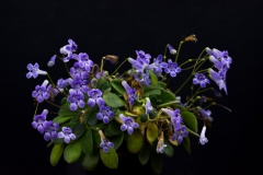 2020 Virtual Flower Show Section A – Gesneriads in Flower Class 7 – Old World Species, excluding Saintpaulia