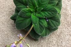 2020 Virtual Flower Show Section A – Gesneriads in Flower Class 7 – Old World Species, excluding Saintpaulia