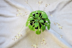 2020 Virtual Flower Show Section A – Gesneriads in Flower Class 7 – Old World Species, excluding Saintpaulia