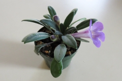 2020 Virtual Flower Show Section A – Gesneriads in Flower Class 7 – Old World Species, excluding Saintpaulia