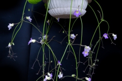 2020 Virtual Flower Show Section A – Gesneriads in Flower Class 7 – Old World Species, excluding Saintpaulia