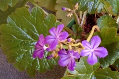 2020 Virtual Flower Show Section A – Gesneriads in Flower Class 7 – Old World Species, excluding Saintpaulia