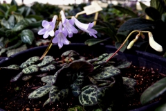 2020 Virtual Flower Show Section A – Gesneriads in Flower Class 7 – Old World Species, excluding Saintpaulia