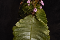 2020 Virtual Flower Show Section A – Gesneriads in Flower Class 7 – Old World Species, excluding Saintpaulia