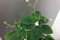2020 Virtual Flower Show Section A – Gesneriads in Flower Class 7 – Old World Species, excluding Saintpaulia