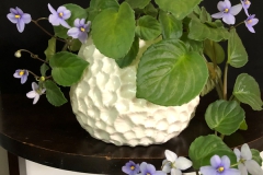 2020 Virtual Flower Show Section A – Gesneriads in Flower Class 8 – Old World Species, Subg. Streptocarpella, Sect. Saintpaulia species