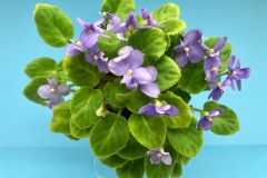 2020 Virtual Flower Show Section A – Gesneriads in Flower Class 8 – Old World Species, Subg. Streptocarpella, Sect. Saintpaulia species