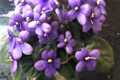 2020 Virtual Flower Show Section A – Gesneriads in Flower Class 8 – Old World Species, Subg. Streptocarpella, Sect. Saintpaulia species
