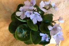 2020 Virtual Flower Show Section A – Gesneriads in Flower Class 8 – Old World Species, Subg. Streptocarpella, Sect. Saintpaulia species