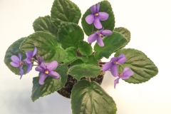 2020 Virtual Flower Show Section A – Gesneriads in Flower Class 8 – Old World Species, Subg. Streptocarpella, Sect. Saintpaulia species