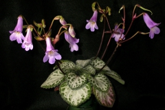 2020 Virtual Flower Show Section A – Gesneriads in Flower Class 9 – Old World Hybrids, excluding Saintpaulia