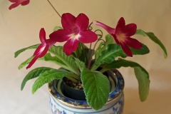 2020 Virtual Flower Show Section A – Gesneriads in Flower Class 9 – Old World Hybrids, excluding Saintpaulia