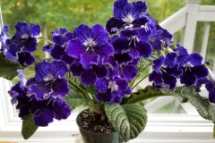 2020 Virtual Flower Show Section A – Gesneriads in Flower Class 9 – Old World Hybrids, excluding Saintpaulia
